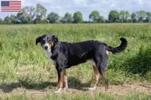 Lee más sobre el artículo Criadores de Perros de Montaña de Appenzell y Cachorros en EE.UU.
