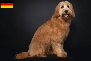 Lee más sobre el artículo Criadores y cachorros de Australian Cobberdog en Alemania