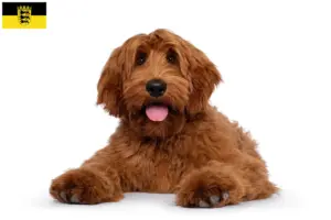 Lee más sobre el artículo Criadores de Australian Cobberdog y cachorros en Baden-Württemberg