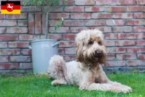 Lee más sobre el artículo Criadores y cachorros de Australian Cobberdog en Baja Sajonia