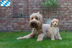 Lee más sobre el artículo Criadores y cachorros de Australian Cobberdog en Baviera