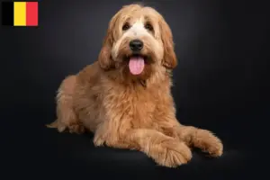 Lee más sobre el artículo Criadores y cachorros de Australian Cobberdog en Bélgica