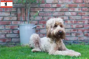 Lee más sobre el artículo Criadores y cachorros de Australian Cobberdog en Berlín