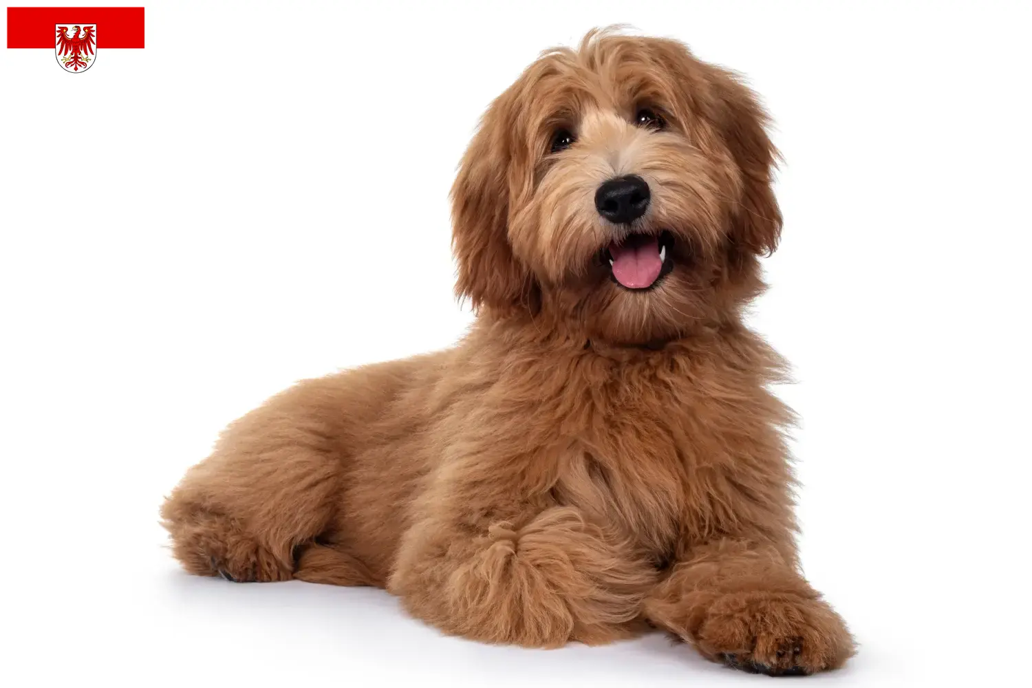 Lee más sobre el artículo Criadores de Australian Cobberdog y cachorros en Brandenburgo