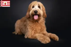 Lee más sobre el artículo Criadores de Australian Cobberdog y cachorros en Bremen