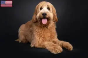 Lee más sobre el artículo Australian Cobberdog criadores y cachorros en los EE.UU.