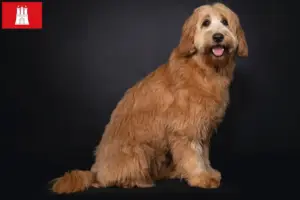 Lee más sobre el artículo Australian Cobberdog criadores y cachorros en Hamburgo