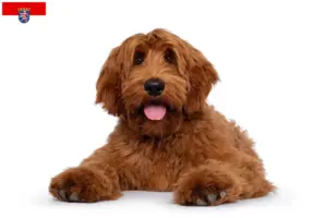 Lee más sobre el artículo Criadores de Australian Cobberdog y cachorros en Hessen