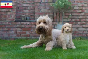 Lee más sobre el artículo Criadores de Cobberdog Australiano y cachorros en Mecklemburgo-Pomerania Occidental