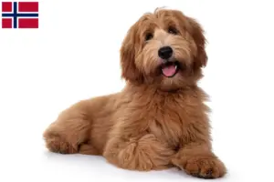 Lee más sobre el artículo Criadores y cachorros de Australian Cobberdog en Noruega