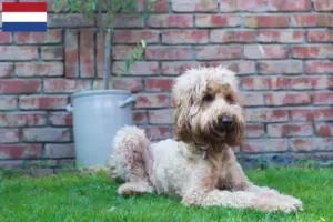 Lee más sobre el artículo Criadores y cachorros de Australian Cobberdog en los Países Bajos