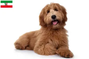 Lee más sobre el artículo Criadores de Australian Cobberdog y cachorros en Renania del Norte-Westfalia