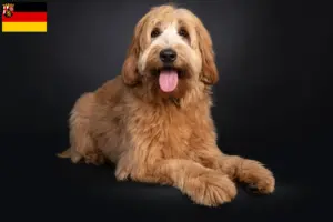 Lee más sobre el artículo Criadores y cachorros de Australian Cobberdog en Renania-Palatinado