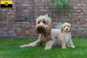 Lee más sobre el artículo Criadores y cachorros de Australian Cobberdog en Sajonia-Anhalt