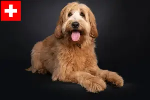 Lee más sobre el artículo Criadores y cachorros de Australian Cobberdog en Suiza