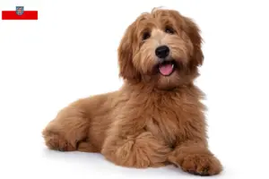 Lee más sobre el artículo Criadores y cachorros de Australian Cobberdog en Turingia