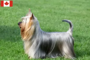 Lee más sobre el artículo Criadores y cachorros de Australian Silky Terrier en Canadá