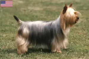 Lee más sobre el artículo Australian Silky Terrier Criadores y Cachorros en los EE.UU.