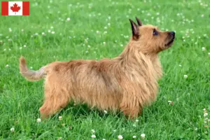 Lee más sobre el artículo Criadores y cachorros de Australian Terrier en Canadá