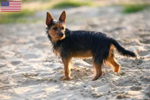 Lee más sobre el artículo Criadores y cachorros de Australian Terrier en EE.UU.