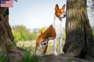 Lee más sobre el artículo Basenji criadores y cachorros en los EE.UU.