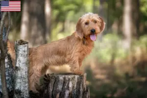 Lee más sobre el artículo Basset fauve de Bretagne criadores y cachorros en los EE.UU.