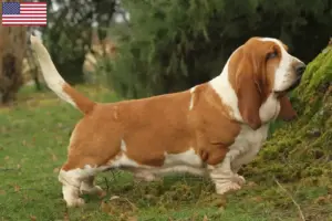 Lee más sobre el artículo Basset Hound criadores y cachorros en los EE.UU.