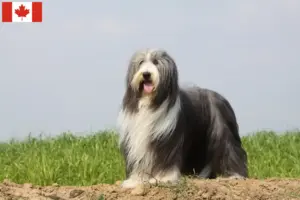 Lee más sobre el artículo Criadores de Bearded Collie y cachorros en Canadá