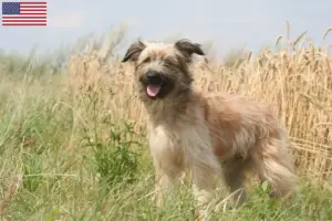 Lee más sobre el artículo Berger des Pyrenees criadores y cachorros en los EE.UU.