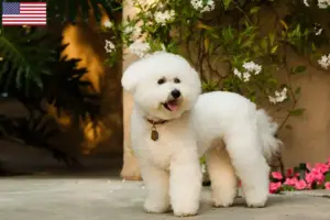 Lee más sobre el artículo Criadores y cachorros de Bichon Frisé en EE.UU.