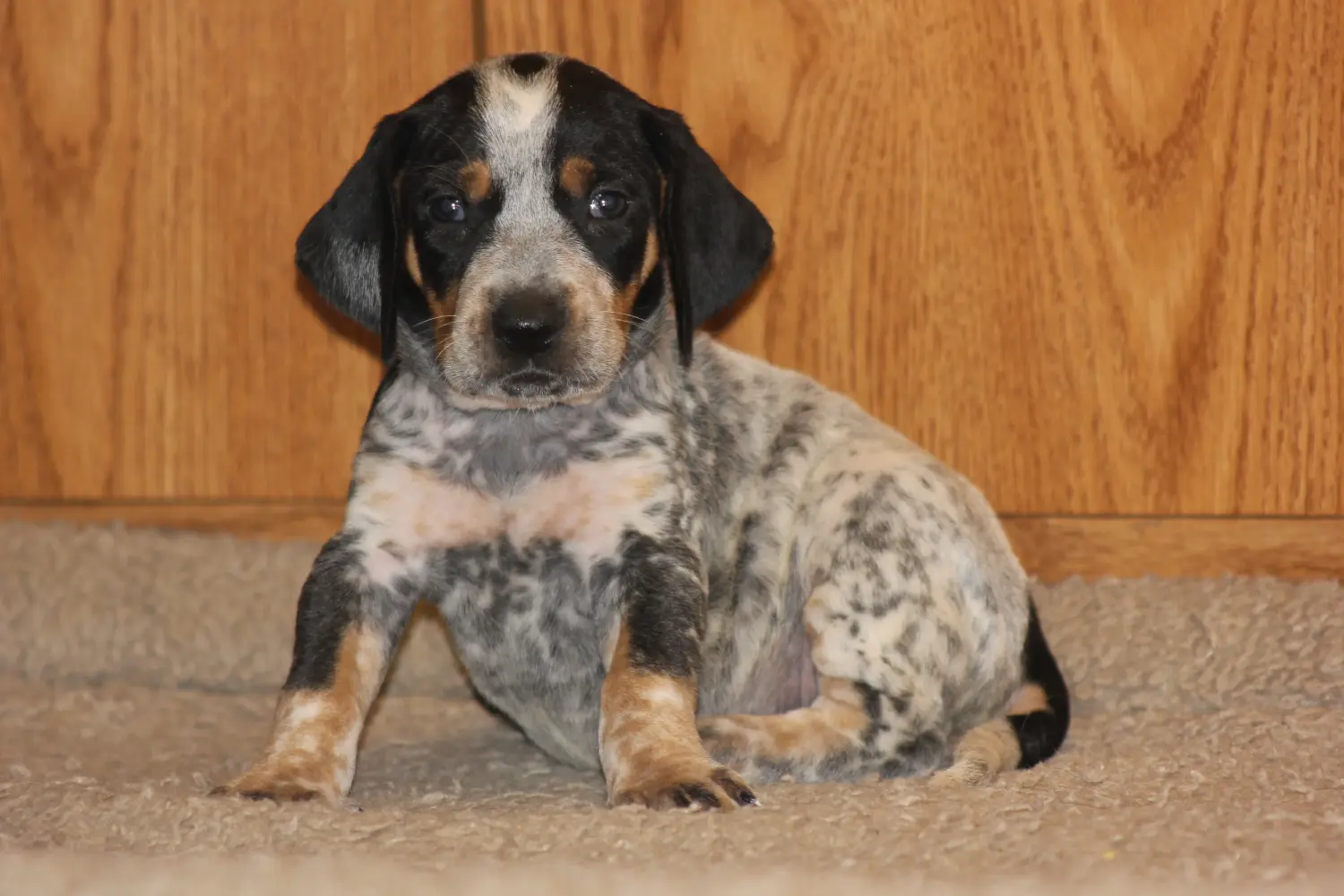 Comprar un cachorro de Bluetick Coonhound significa asumir responsabilidades. Comprar cachorros Bluetick Coonhound.