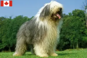 Lee más sobre el artículo Criadores y cachorros de Bobtail en Canadá