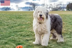 Lee más sobre el artículo Criadores y cachorros de Bobtail en EE.UU.