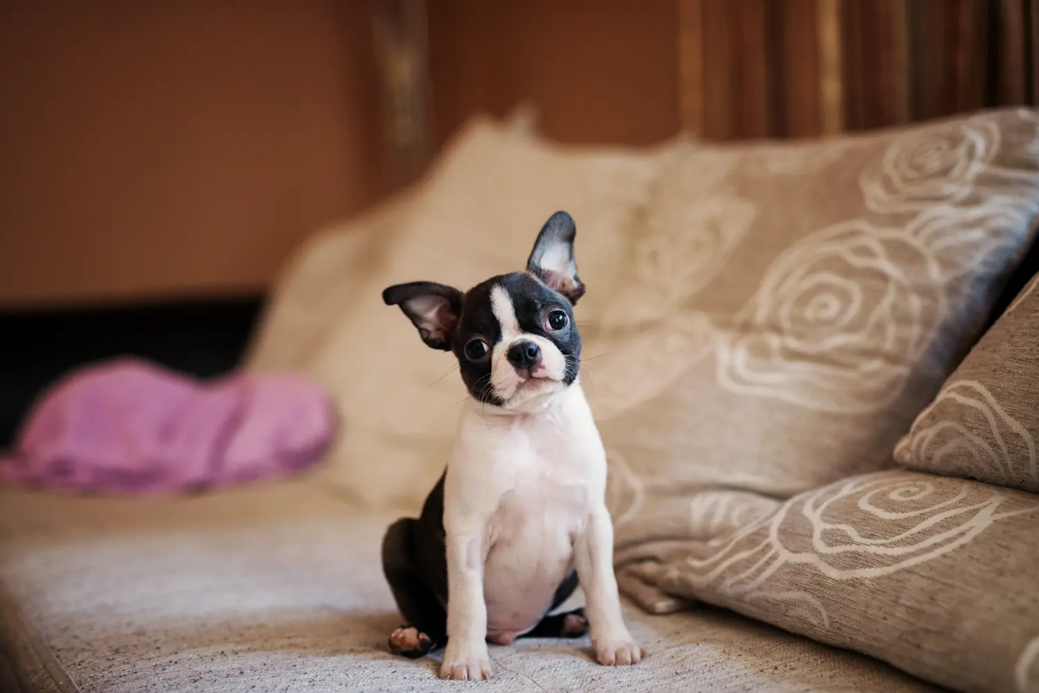 Comprar un cachorro de Boston Terrier significa asumir responsabilidades. Comprar cachorros de Boston Terrier.