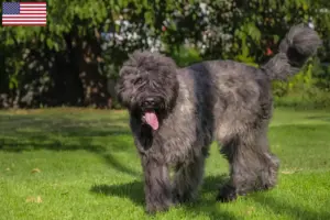 Lee más sobre el artículo Bouvier des Flandres criadores y cachorros en los EE.UU.