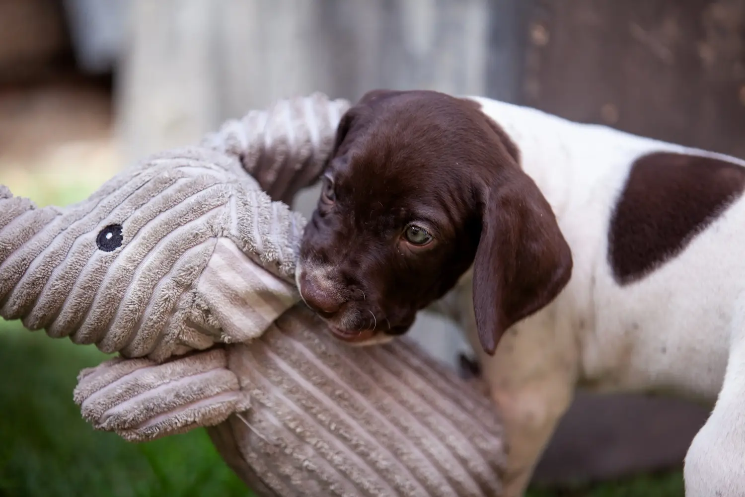 Comprar un cachorro de Braque français tipo Gascogne significa asumir responsabilidades. Comprar cachorros Braque français tipo Gascogne.