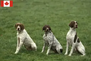 Lee más sobre el artículo Braque français tipo Pyrénées criadores y cachorros en Canadá