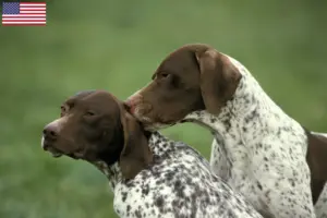 Lee más sobre el artículo Braque français tipo Pyrénées criadores y cachorros en los EE.UU.