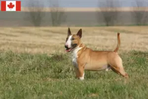 Lee más sobre el artículo Criadores y cachorros de Bull Terrier en Canadá