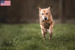 Lee más sobre el artículo Canaan Criadores de Perros y Cachorros en los EE.UU.