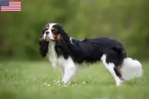 Lee más sobre el artículo Cavalier King Charles Spaniel criadores y cachorros en los EE.UU.