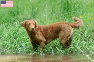 Lee más sobre el artículo Criadores y cachorros de Chesapeake Bay Retriever en EE.UU.