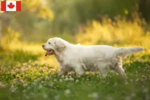 Lee más sobre el artículo Clumber Spaniel criadores y cachorros en Canadá