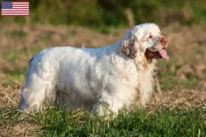 Lee más sobre el artículo Clumber Spaniel criadores y cachorros en los EE.UU.