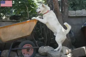 Lee más sobre el artículo Corea Jindo Dog criadores y cachorros en los EE.UU.