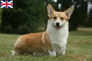 Lee más sobre el artículo Criadores de Welsh Corgi y cachorros en Gran Bretaña