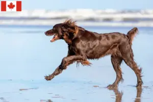 Lee más sobre el artículo Criadores y cachorros de pelo largo alemán en Canadá