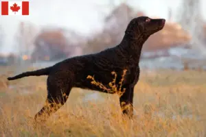 Lee más sobre el artículo Criadores y cachorros de Curly Coated Retriever en Canadá