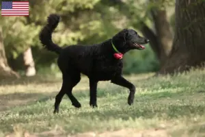 Lee más sobre el artículo Curly Coated Retriever criadores y cachorros en los EE.UU.