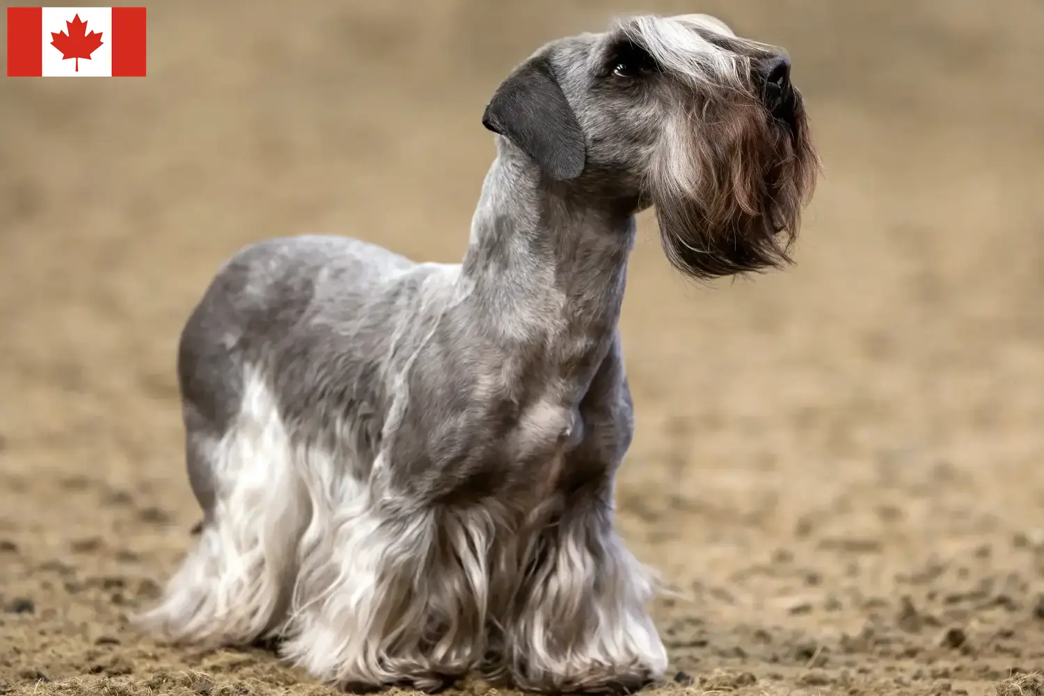 Lee más sobre el artículo Criador de Terrier Checo y Cachorros en Canadá